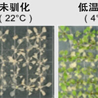 埼玉大學等發現了植物「過冬準備」的新機制