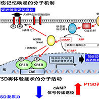 東京大學等成功揭示創傷後壓力疾患（PTSD）的分子機制