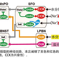 東工大闡明抑制水分和鹽分過量攝取的機制，有助於多飲症等疾病的冶癒