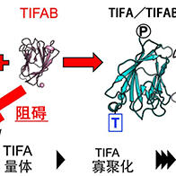 熊本大學與東京大學等查明對細菌傳染的天然免疫控制分子機制