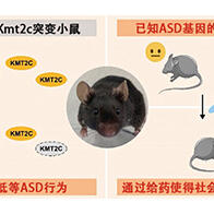 理研等建立出擁有自閉症譜系障礙的新模式小鼠，有望瞭解病徵及開發冶癒方法