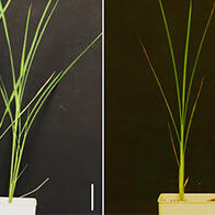 日本東北大學闡明禾本科植物修復紫外線對葉綠體傷害的機制