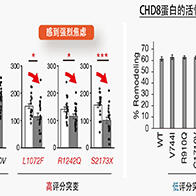 九州大學等研究團隊成功解析自閉症發病的分子機制，預測出CHD8基因突變導致的6種發病風險