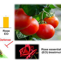 東京理科大學發現玫瑰精油可防治番茄害蟲，有望成爲替代農藥的新材料