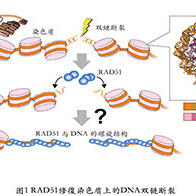 東京大學探明染色體上DNA雙鏈斷裂的開墾機制，爲研究癌症發病機理開闢道路