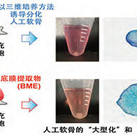 北海道大學制備出高成熟度軟骨類器官，應答可大型化和早期成熟，有利於再生醫療