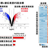 和歌山縣立醫科大學明確內質網壓力感測器在細胞介素風暴中的作用，爲開發新型發炎控制藥物提供線索