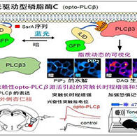 山梨大學與東京慈惠會醫科大學利用光自由操控細胞脂質訊號，可加強記憶形成