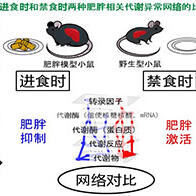 從分子層面闡明肥胖相關的代謝異常，肥胖小鼠進食時的代謝調節與空腹時顯著不同