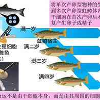 東京海洋大學成功培育出可反復產下帝王鮭魚卵的虹鱒魚