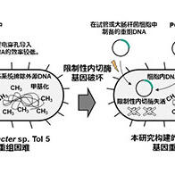 長浜生物大學和名古屋大學成功將難以進行基因重組的細菌改造爲易於重組的細菌