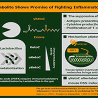 東京理科大學等發現腸道内乳酸菌的代謝產物具有抗炎作用