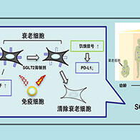 順天堂大學發現糖尿病藥物具有清除風化作用細胞作用，有望應用於阿茲海默症等與年齡相關的疾病