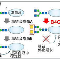 岐阜大學等發現控制糖鏈延長的酶，有望明確骨骼形成機制