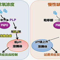 日本東北大學等發現新的氧感應機制，活性化維生素B6可控制巨噬細胞的發炎反應