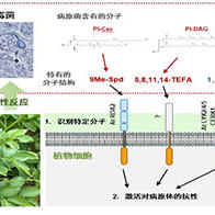 名古屋大學等發現兩種提升植物免疫力的物質，有望培育出「抗病」農作物