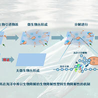 羣馬大學等開發新技術聚集海洋微生物，以塑膠爲食快速降解生物降解型塑膠