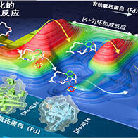 理研等發現鐵硫蛋白質可作爲觸媒促進[4+2]環加成反應