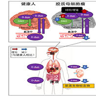 透過尿檢早期診斷惡性腦腫瘤，金澤大學發現新型生物標誌物