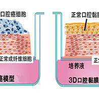 重粒子線照射會爲口腔癌帶來怎樣的變化？新瀉大學等明確細胞生物學影響