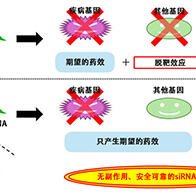 名古屋大學等成功設計出抑制siRNA藥物副作用的新分子結構