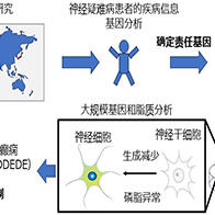 名古屋市立大學透過類腦器官明確小兒神經疑難病的病理機制