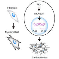 名古屋大學解明蛋白激酶N調控心力耗竭的機制，有望成爲難治性心臟纖維化的新冶癒靶點
