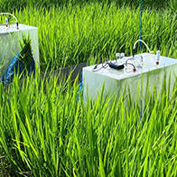 茨城大學利用微生物抑制水田溫室氣體甲烷的排放，獲得比爾蓋茨基金會資助