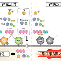 京都大學等發現：鋅對維生素B代謝有顯著影響，四種酶的活性至關重要