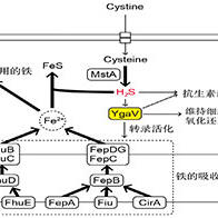 東科大研究發現腸道細菌透過合成硫化氫促進鐵吸收，有望開發出不產生抗藥性的抗生素