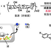 東京大學和京都大學全球首次成功實施不使用有機溶劑的氮氣合成氨反應