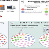 大阪大學發現傳染COVID-19及接種mRNA疫苗後能產生免疫應答的新型B細胞