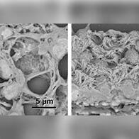 宮崎大學確立厚剖切觀察法，可立體瞭解生物組織和細胞