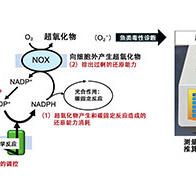 埼玉大與水產技術研發現，有害赤潮浮游生物透過釋放活性氧來維持光合作用是造成嚴重災害的終極因數