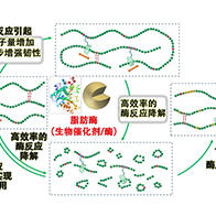 大阪大學開發出可生物可降解聚合體,韌性提升8倍、可降解性和可回收性提高20倍