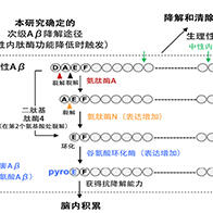 理研和長崎大學解明β-澱粉樣蛋白轉惡化機制，發現治療阿茲海默症的多個新型藥物靶點