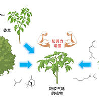 東京理科大學發現：植物間通過氣味進行交流，存在沒有嗅覺也能相互識別的分子機制