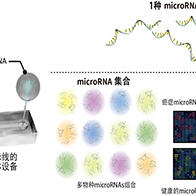 東京科學大學等利用尿液外泌體微RNA分析實現早期癌症檢測