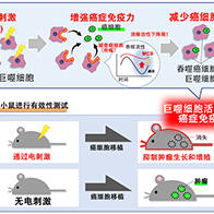 九州大學通過弱電刺激抑制癌細胞生長和轉移