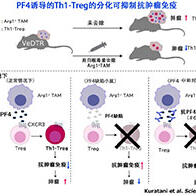 大阪大學開發出不引發自體免疫反應的癌症免疫激活方法