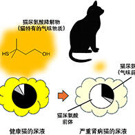 岩手大學發現貓尿氣味變淡是腎病的信號