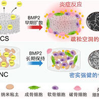 大阪大學利用奈米黏土凝膠與BMP2實現無副作用高質量骨再生，為新一代治療方法開闢道路