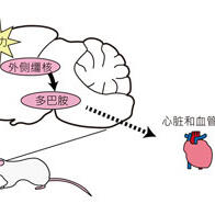 筑波大學闡明與精神壓力相關的血液循環反應神經機制，多巴胺參與其中