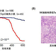 國立癌研與慶應大學開發出全球首個可重現NK細胞淋巴瘤免疫環境的小鼠模型，為「難治性疾病」的新療法開闢道路