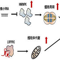 札幌醫科大學發現與口腔癌進展有關的RNA分子，長鏈RNA通過與微小RNA的相輔作用促進癌細胞增殖