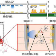 組合微型LED和神經電極的混合神經探針，實現高空間和高時間解析度
