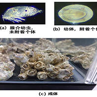 岡山大學等發現防止藤壺附著船舶的附著抑制劑，化合物Xylemin有效