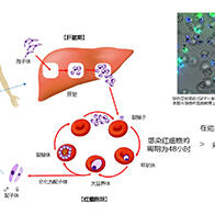 長崎大學發現維繫瘧原蟲生存的脂質分子群的合成酶，通過基因破壞可使原蟲滅亡