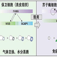 奈良先端科學技術大學院大學與京都大學利用十字花科植物發現，氣孔形成因子被轉用於植物免疫細胞形成