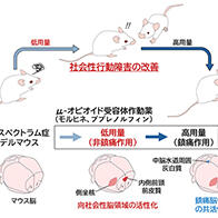 廣島大學等通過小鼠實驗證實：低劑量阿片類藥物對自閉症譜系障礙有效